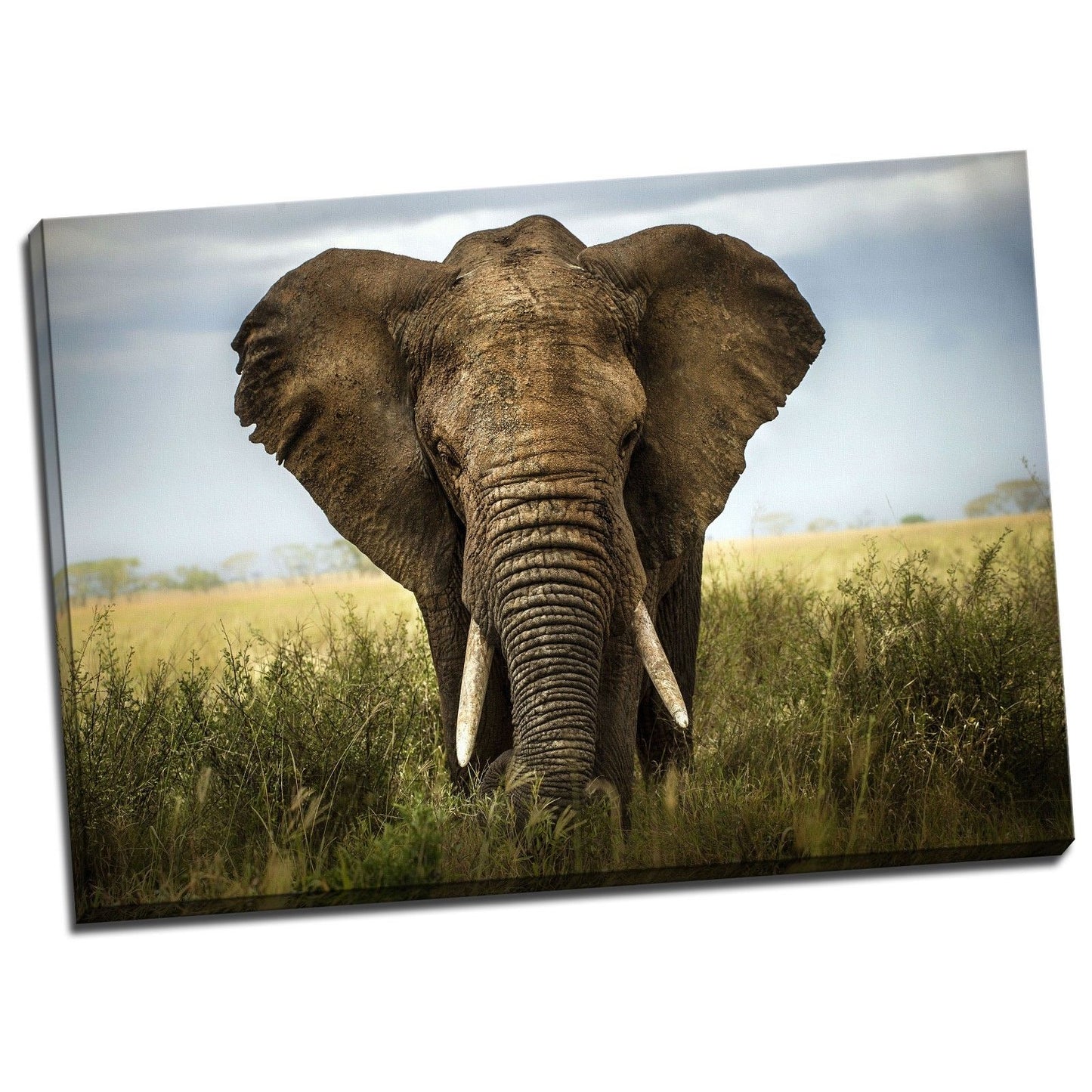 Elephant Stretched Canvas Prints Wall Art Decor Framed wildlife Photo