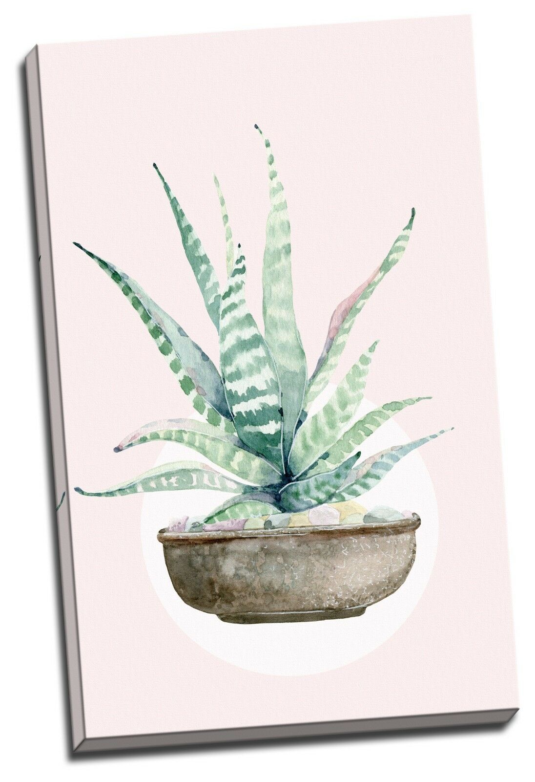 Aloe Aloes Watercolour Framed Canvas Prints Modern Wall Art Home Decor Print