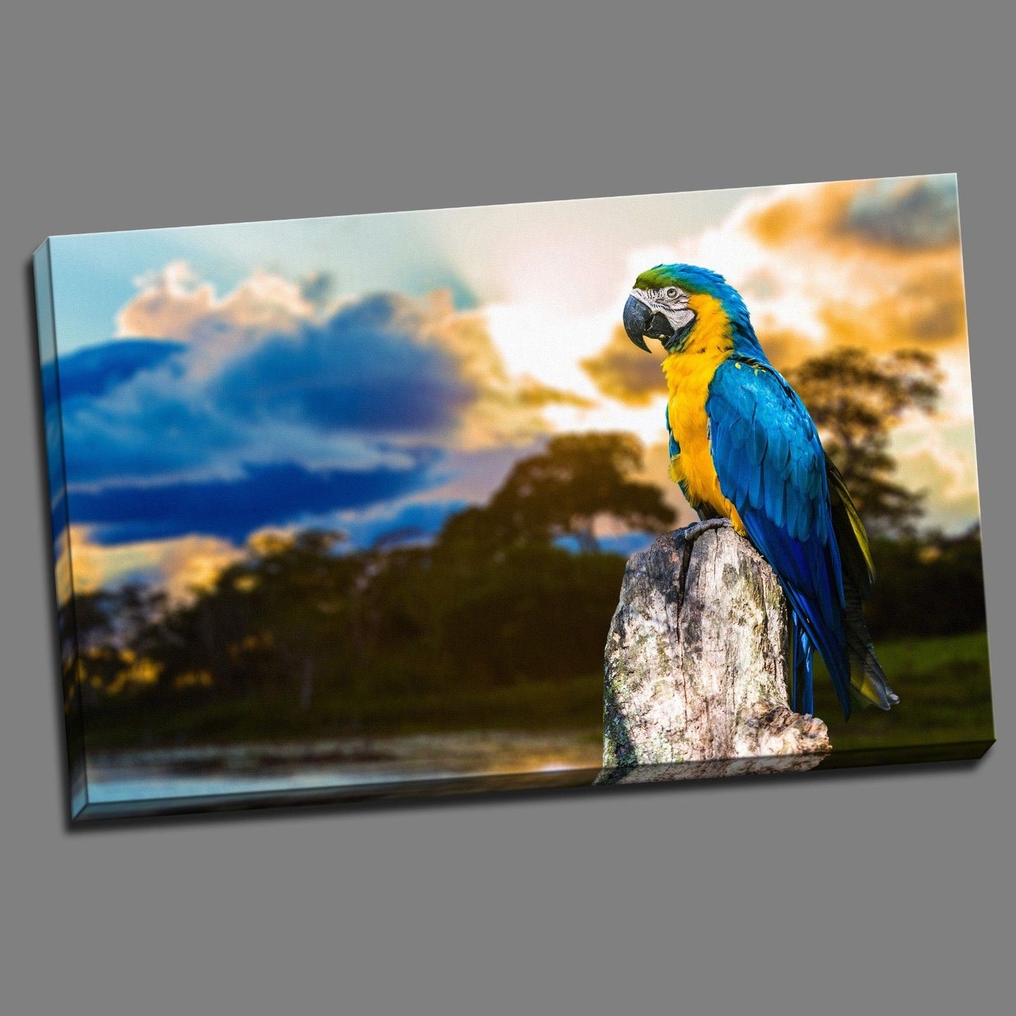 BLUE YELLOW COCKATOO PARROT Framed Canvas Photo Wall Art Print Poster