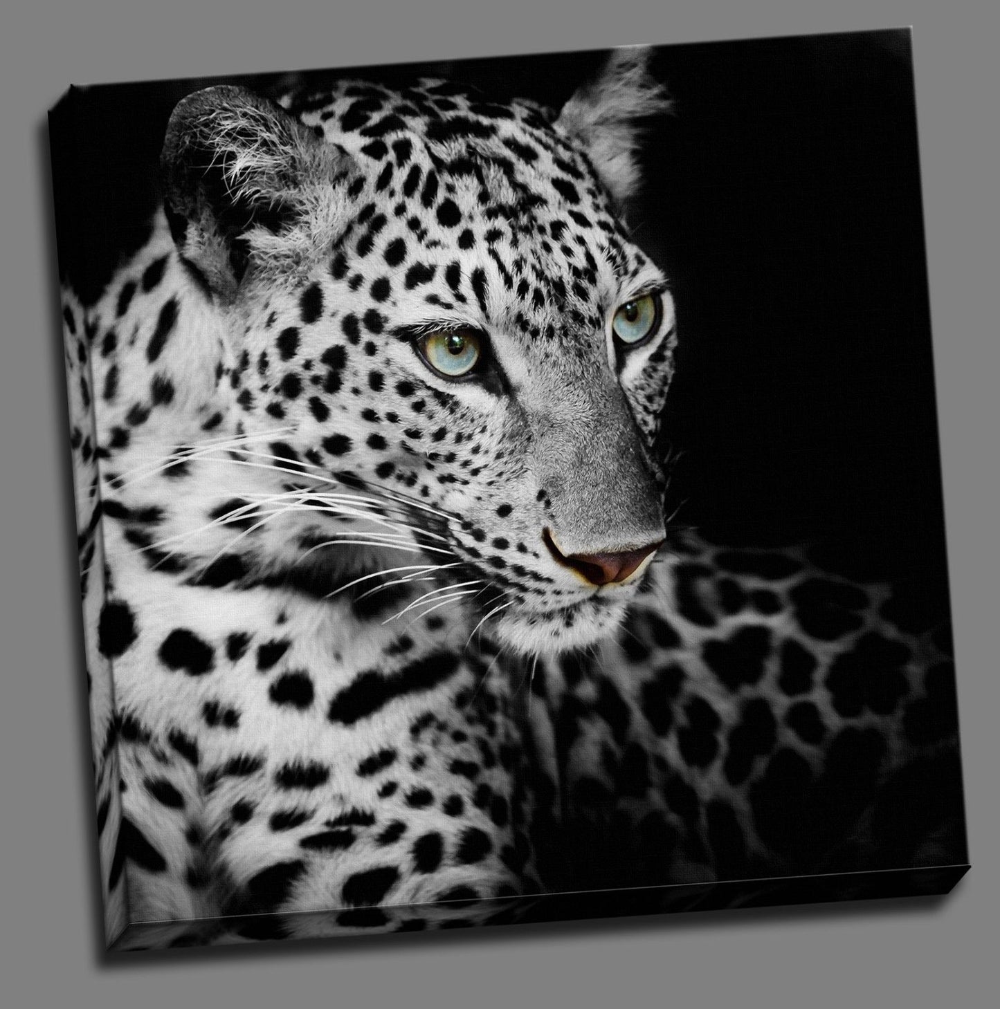 Black Leopard Head Framed Canvas Photo Wall Art Print Square Blue eye
