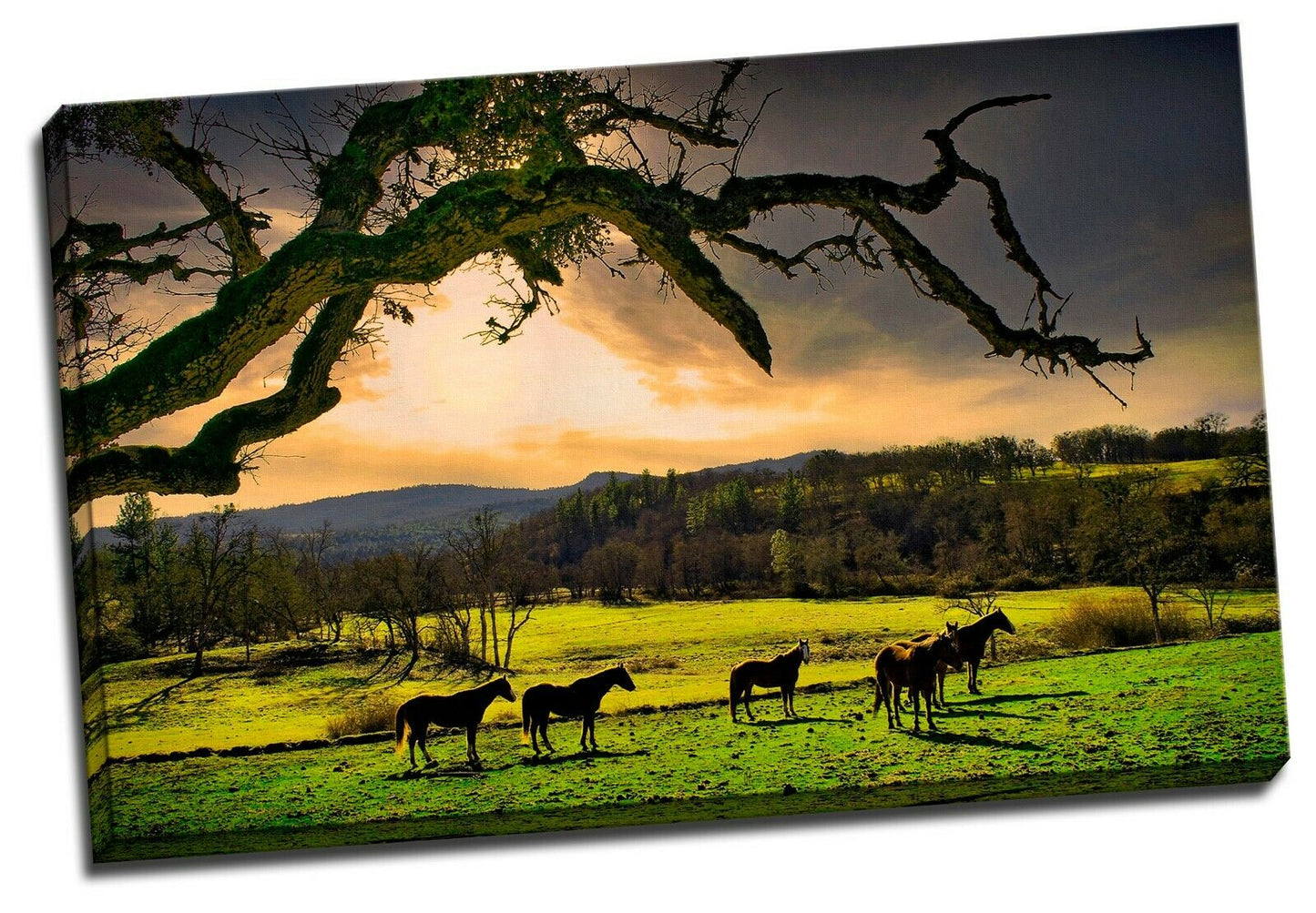 Horses Sunset Stretched Pictures Canvas cloudy filed sunrise home art wall deco