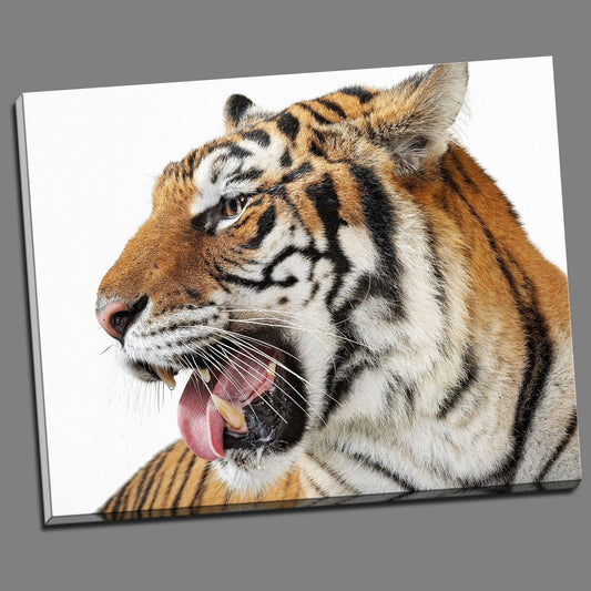 Tiger Face Framed Canvas Photo Art Animal Nature Print Home Decor Wall