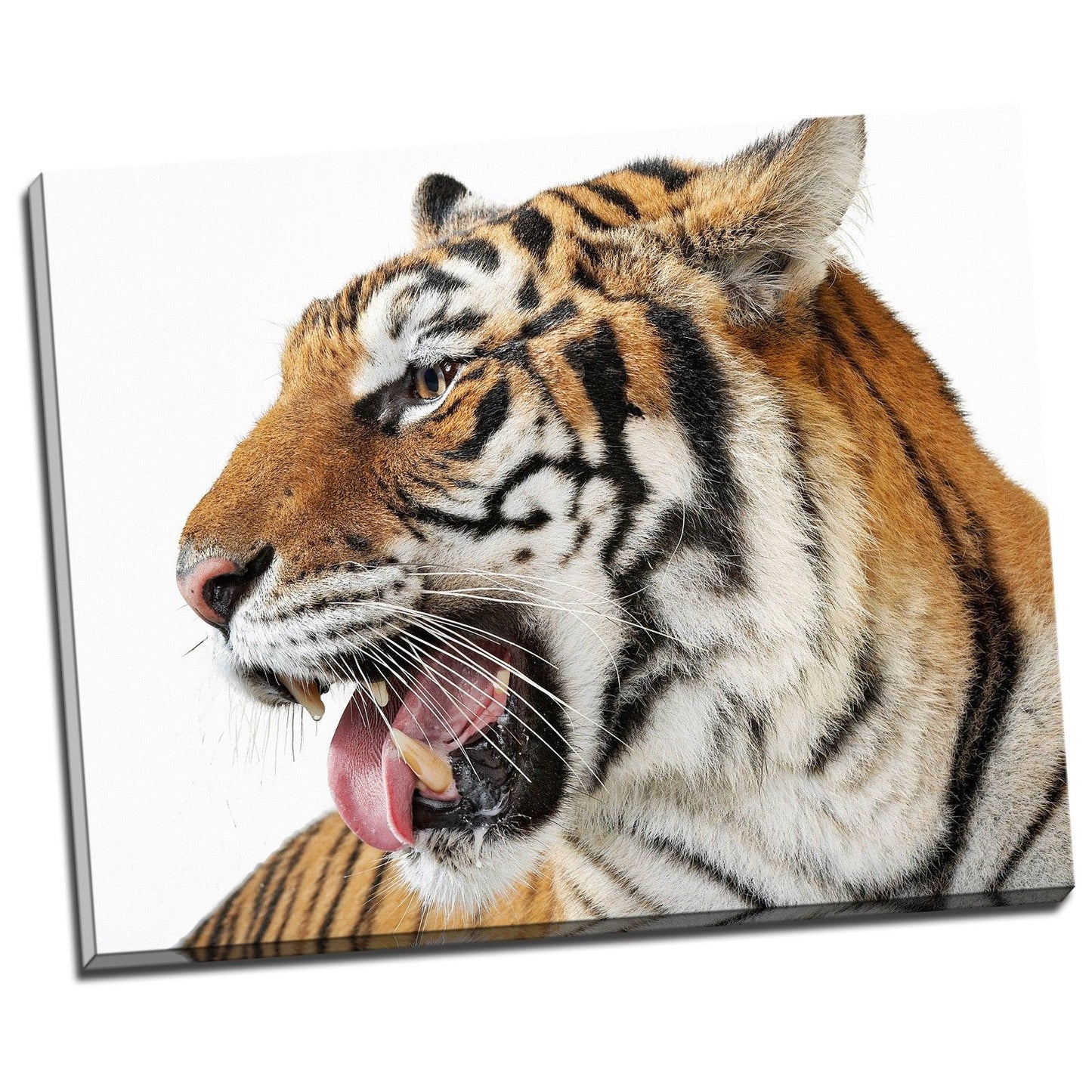 Tiger Face Framed Canvas Photo Art Animal Nature Print Home Decor Wall