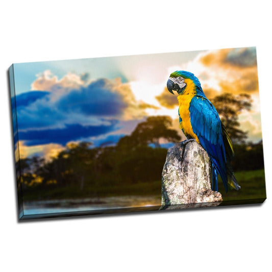 BLUE YELLOW COCKATOO PARROT Framed Canvas Photo Wall Art Print Poster